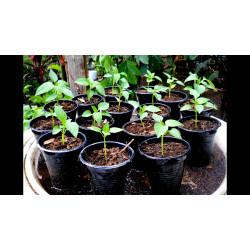 bell peppers Green Seedling (10 Sapling )