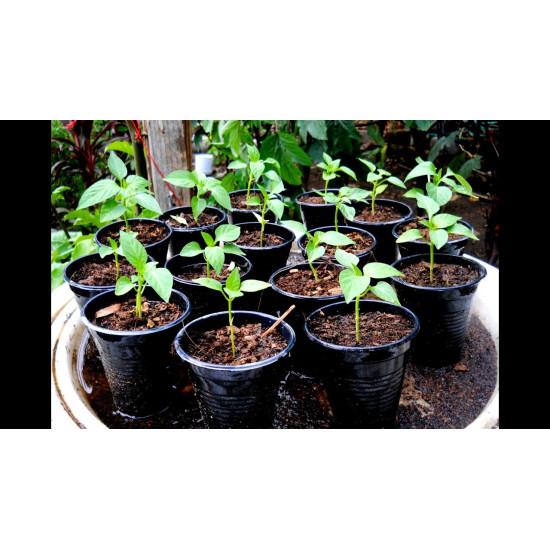 bell peppers Green Seedling (10 Sapling )