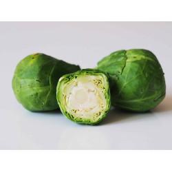 Brussels Sprouts Seedling (10 Sapling )