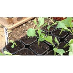 Brussels Sprouts Seedling (10 Sapling )