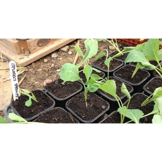 Brussels Sprouts Seedling (10 Sapling )