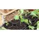 Brussels Sprouts Seedling (10 Sapling )