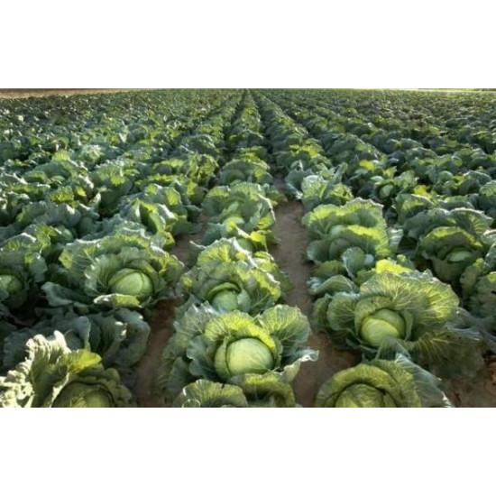 Cabbage  Seedling (10 Sapling )