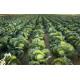 Cabbage  Seedling (10 Sapling )