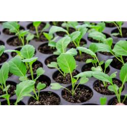 Cabbage  Seedling (10 Sapling )