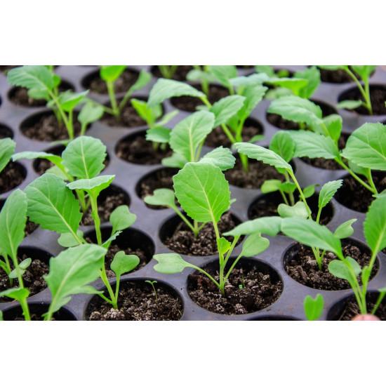 Cabbage  Seedling (10 Sapling )