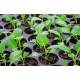 Cabbage  Seedling (10 Sapling )