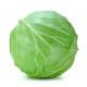 Cabbage  Seedling (10 Sapling )