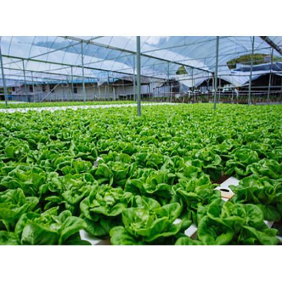 Cabbage  Seedling (10 Sapling )