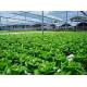 Cabbage  Seedling (10 Sapling )
