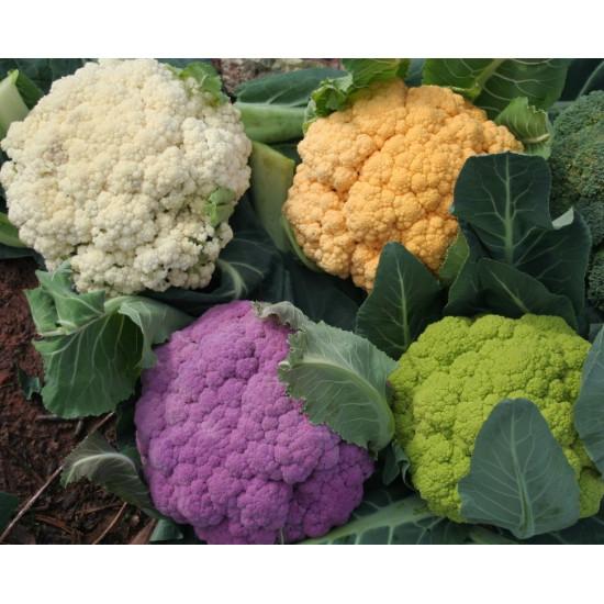 Cauliflower Pack of 10