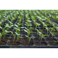 Cauliflower Pack of 10