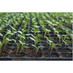 Cauliflower Pack of 10