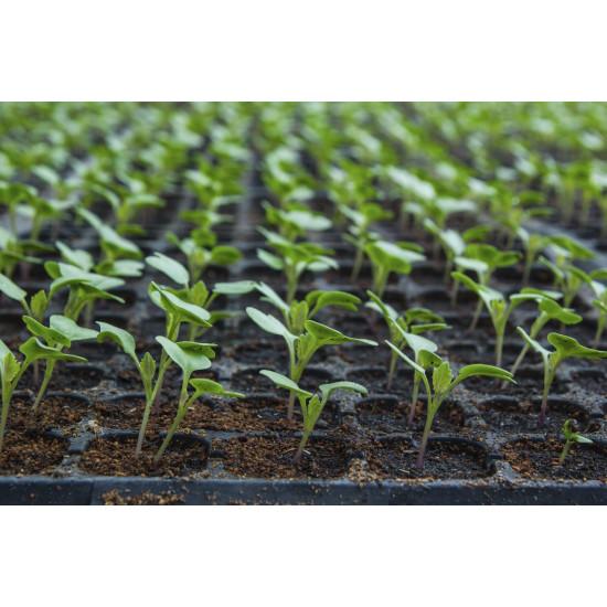 Cauliflower Pack of 10