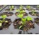 Celery Seedling (10 Sapling)