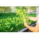 Celery Seedling (10 Sapling)