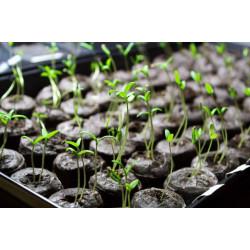 Cherry Tomato Seedling (10 Sapling )