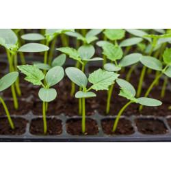 Cucumber Seedling (10 Sapling )