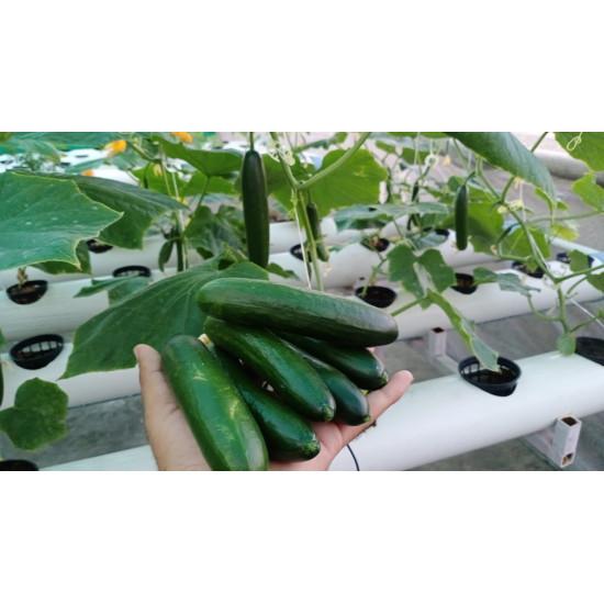 Cucumber Seedling (10 Sapling )