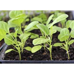 Eggplant Seedling (10 Sapling )