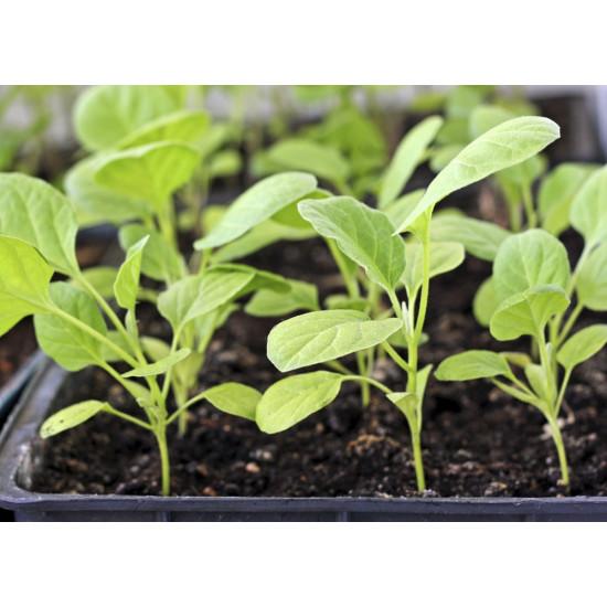 Eggplant Seedling (10 Sapling )