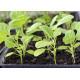 Eggplant Seedling (10 Sapling )