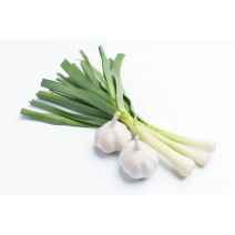 Garlic Seedling (10 Sapling)
