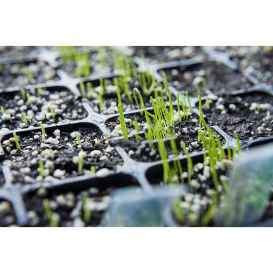 Garlic Seedling (10 Sapling)