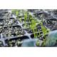 Garlic Seedling (10 Sapling)