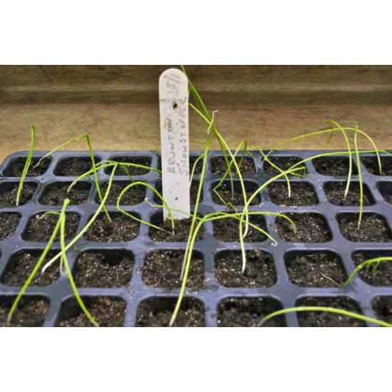 Onions Seedling (10 Sapling )