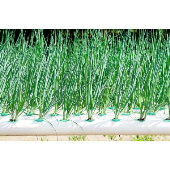 Onions Seedling (10 Sapling )