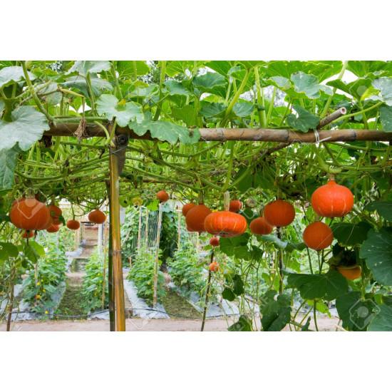 Pumpkin Seedling (10 Sapling )