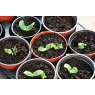 Pumpkin Seedling (10 Sapling )