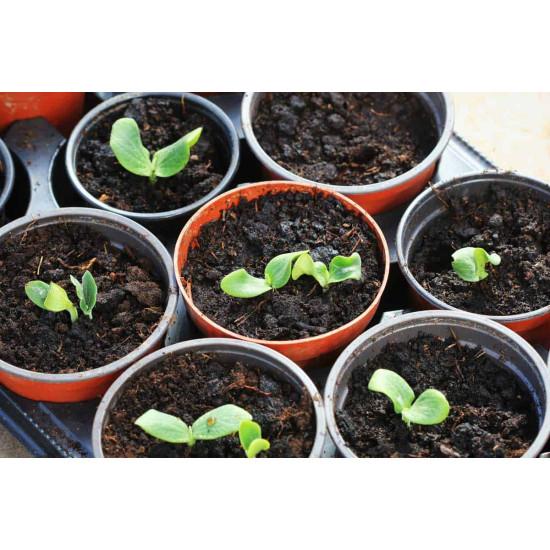 Pumpkin Seedling (10 Sapling )