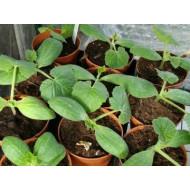 Squash (Winter)  Seedling (10 Sapling )