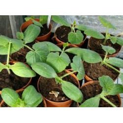 Squash (Winter)  Seedling (10 Sapling )