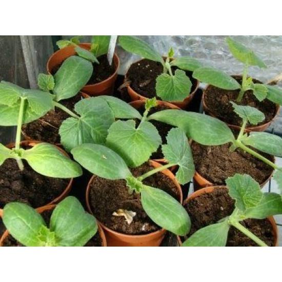 Squash summer Seedling (10 Sapling )
