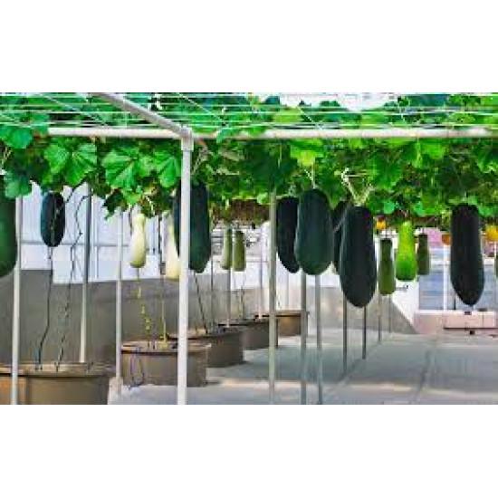 Squash summer Seedling (10 Sapling )