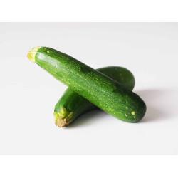 Zucchini Zucchini Seedling Pack Of 10