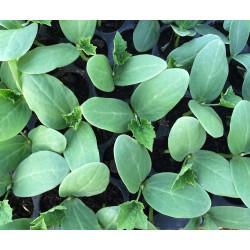 Zucchini Zucchini Seedling Pack Of 10