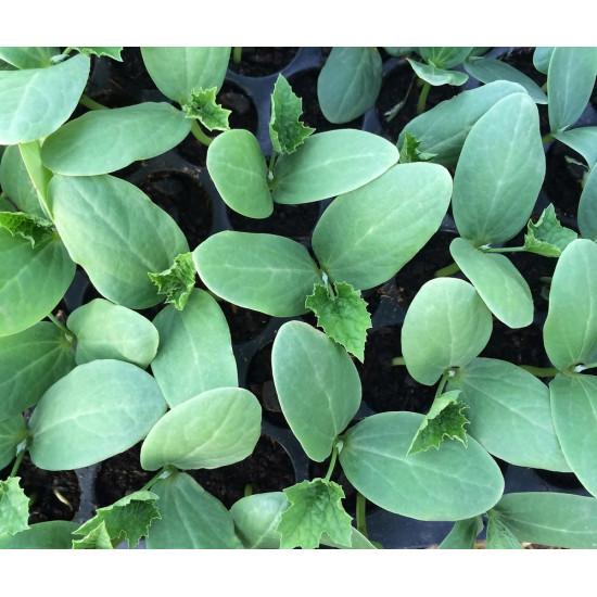 Zucchini Zucchini Seedling Pack Of 10