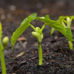 Beans Seedling (10 Sapling)