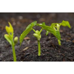Beans Seedling (10 Sapling)