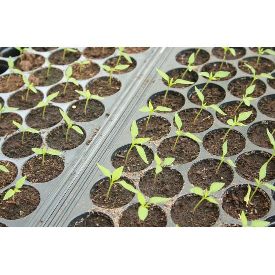 bell peppers Green Seedling (10 Sapling )