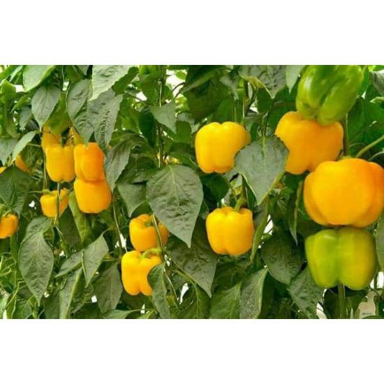 bell peppers yellow pack of 10 seeds