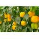 bell peppers yellow pack of 10 seeds