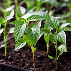 Bell Peppers Red Seedling (10 Sapling )