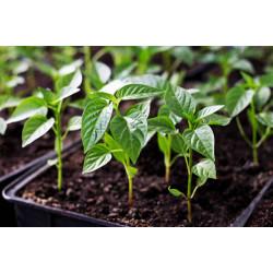 Bell Peppers Red Seedling (10 Sapling )