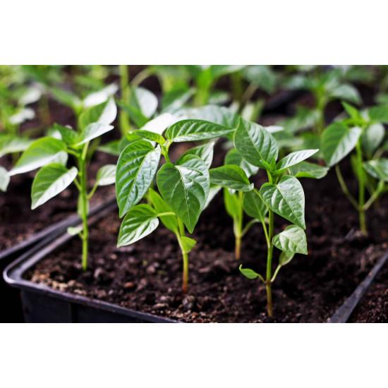 bell peppers yellow pack of 10 seeds