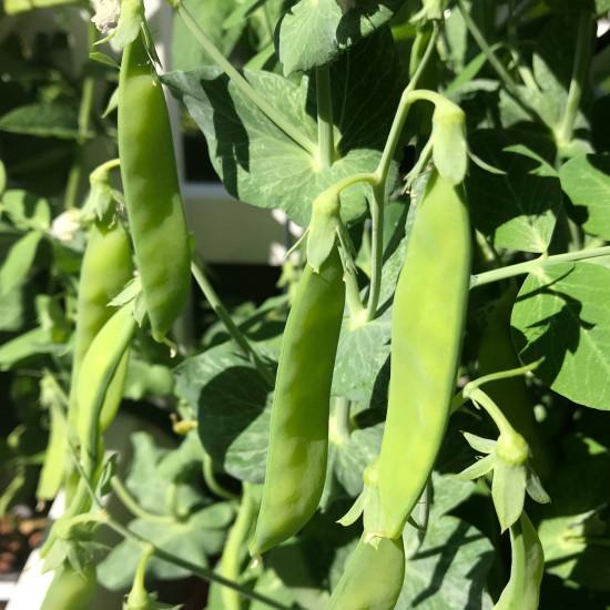 Peas Seedling (10 Sapling )